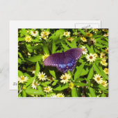 黒蝶の羽を持つ虹色の青い紫 ポストカード (正面/裏面)