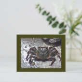 黒蟹はがき ポストカード (スタンド正面)