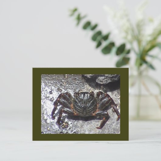 黒蟹はがき ポストカード (スタンド正面)