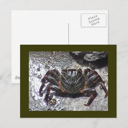 黒蟹はがき ポストカード (正面/裏面)
