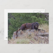 黒豹絵はがき ポストカード (正面/裏面)