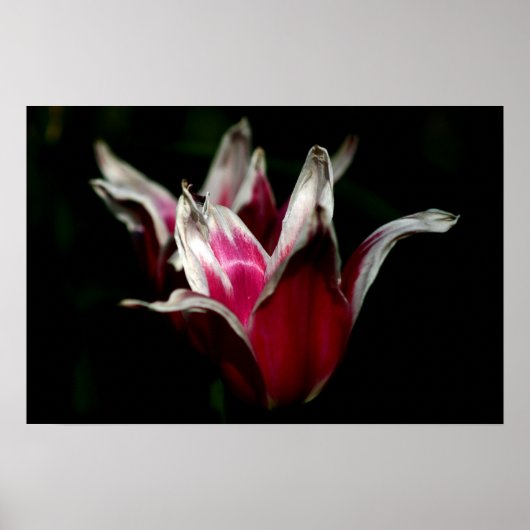 黒赤と白で ポスター (正面)