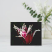 黒赤と白で ポストカード (スタンド正面)