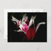 黒赤と白で ポストカード (正面/裏面)