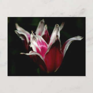 黒赤と白で ポストカード