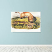 黒足のフェレット キャンバスプリント (インサイチュ (ウッドフロア))