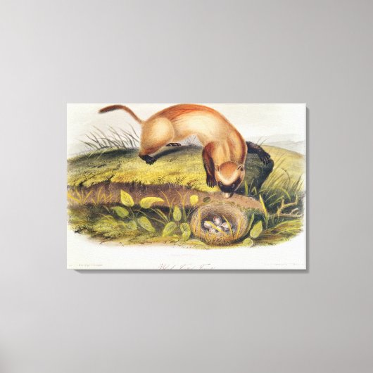 黒足のフェレット キャンバスプリント (正面)