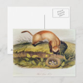 黒足のフェレット ポストカード (正面/裏面)