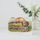 黒足のフェレット ポストカード (スタンド正面)