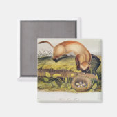 黒足のフェレット マグネット (正面/裏面)