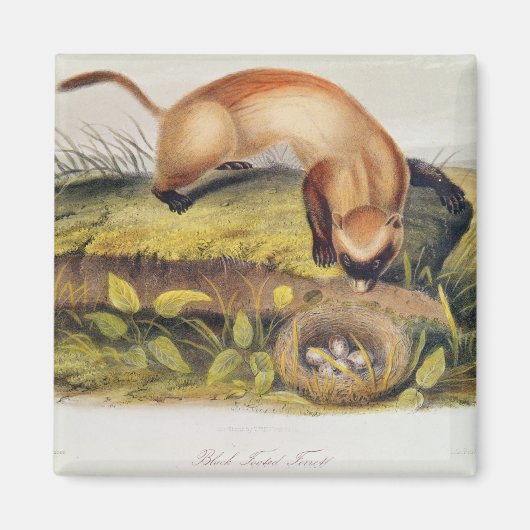 黒足のフェレット マグネット (正面)