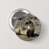 黒足のフェレット(捕虜) 缶バッジ (正面&裏面)