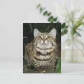 黒足の猫 ポストカード (スタンド正面)