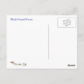 黒足フェレット野生生物シリーズ第7葉書 ポストカード (裏面)