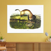 黒足フェレット、アメリカのポレカトby Audubon キャンバスプリント (インサイチュ (リビング))