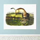 黒足フェレット、アメリカのポレカトby Audubon キャンバスプリント (インサイチュ (ウッドフロア))