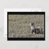 黒足フェレット ポストカード (正面/裏面)