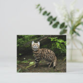 黒足猫はがき ポストカード (スタンド正面)