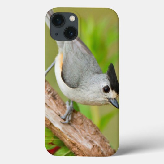 黒頂点に達されたシジュウカラ科 Case-Mate iPhoneケース (裏面)