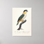 黒頭のオスのインコ、Pionites Melanocephalus キャンバスプリント (正面)