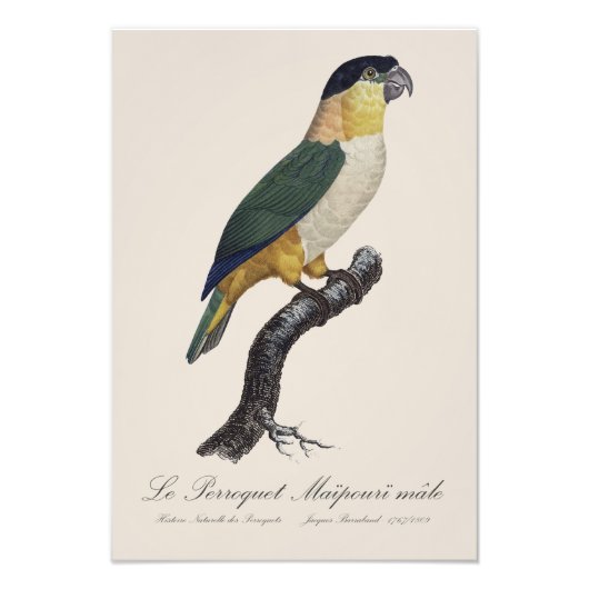 黒頭のオスのインコ、Pionites Melanocephalus フォトプリント (正面)
