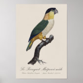 黒頭のオスのインコ、Pionites Melanocephalus ポスター (正面)