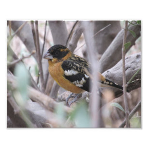 黒頭のGrosbeak フォトプリント