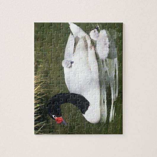 黒首の白鳥の大人と水の中のシチュー。 ジグソーパズル (縦)