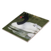 黒首の白鳥の大人と水の中のシチュー。 タイル (側面)