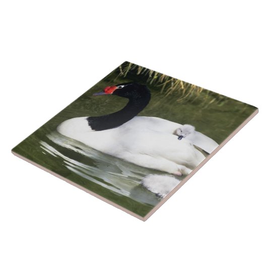 黒首の白鳥の大人と水の中のシチュー。 タイル (側面)