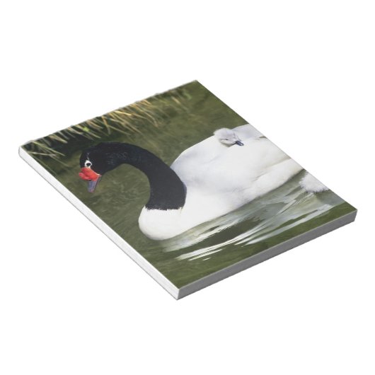 黒首の白鳥の大人と水の中のシチュー。 ノートパッド (アングル)