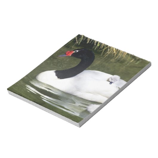 黒首の白鳥の大人と水の中のシチュー。 ノートパッド (回転)