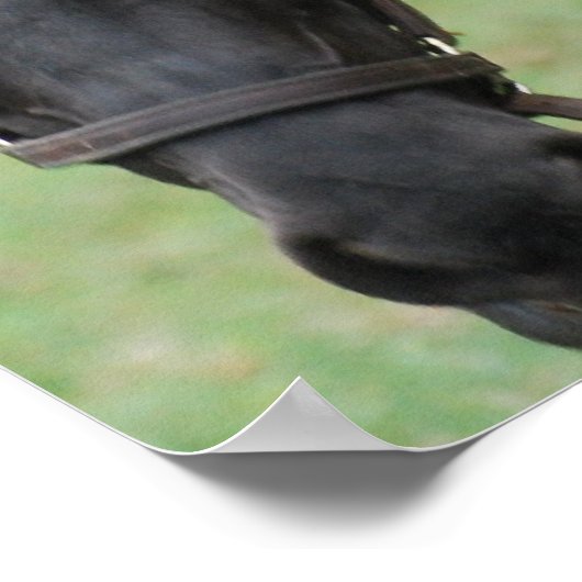 黒馬のポスター ポスター (角)