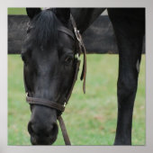 黒馬のポスター ポスター (正面)