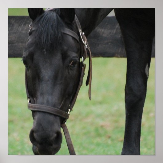 黒馬のポスター ポスター (正面)