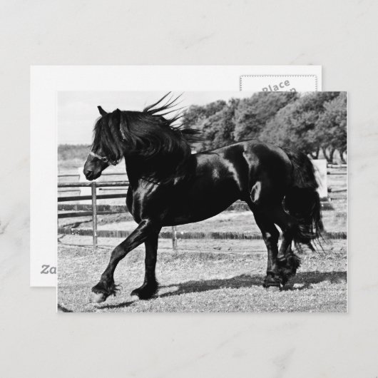 黒馬の美しさ ポストカード (正面/裏面)