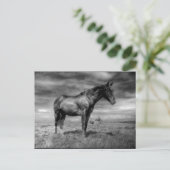 黒馬はがき ポストカード (スタンド正面)