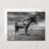 黒馬はがき ポストカード (正面/裏面)