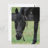 黒馬はがき ポストカード (正面/裏面)
