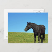 黒馬はがき ポストカード (正面/裏面)