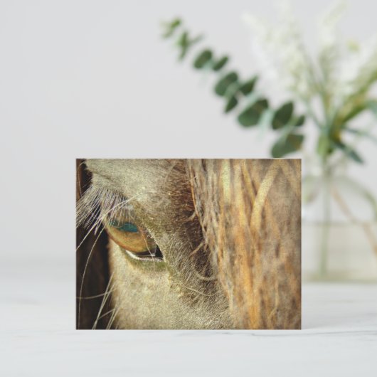 黒馬眼 ポストカード (スタンド正面)