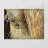 黒馬眼 ポストカード (正面)