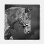 黒馬頭磁石 マグネット (正面)