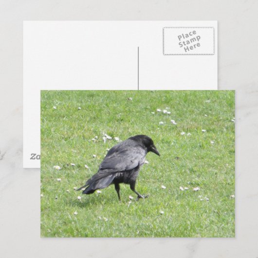 黒馬鹿鳥 ポストカード (正面/裏面)