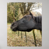 黒馬 ポスター (正面)