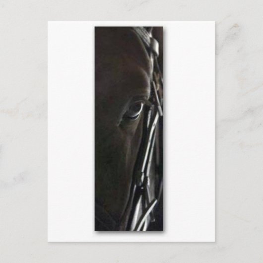 黒馬 ポストカード (正面)