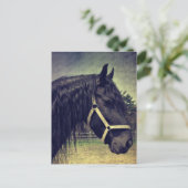 黒馬 ポストカード (スタンド正面)