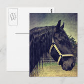 黒馬 ポストカード (正面/裏面)