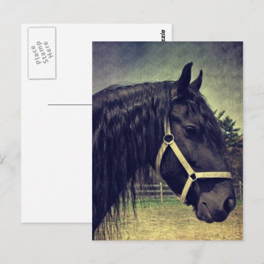 黒馬 ポストカード (正面/裏面)