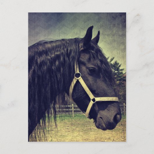 黒馬 ポストカード (正面)
